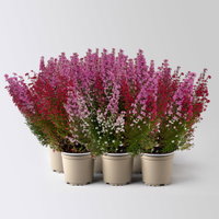 Glockenheide 'Duo', rot-rosa, Topf-Ø 12cm, 6er-Set Glockenheide 'Duo', rot-rosa, Topf-Ø 12cm, 6er-Set