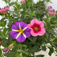Zauberglöckchen 'Duo', rosarot & lila, Topf-Ø 14 cm, 4 Pflanzen
