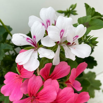 Geranie 'Villetta® Duo', neon rosa-weiß, hängend, Topf-Ø 14 cm, 4 Pflanzen Geranie 'Villetta® Duo', neon rosa-weiß, hängend, Topf-Ø 14 cm, 4 Pflanzen