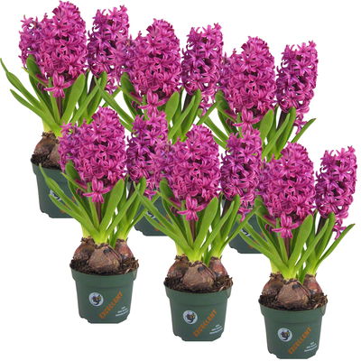 Hyazinthe lila, vorgetrieben, Topf-Ø 12 cm, 6 Pflanzen