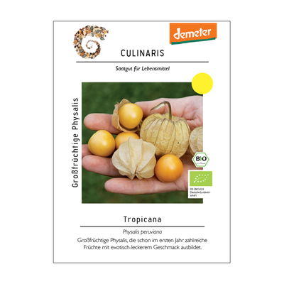 Großfrüchtige Physalissamen, Kapstachelbeere 'Tropicana' Großfrüchtige Physalissamen, Kapstachelbeere 'Tropicana'