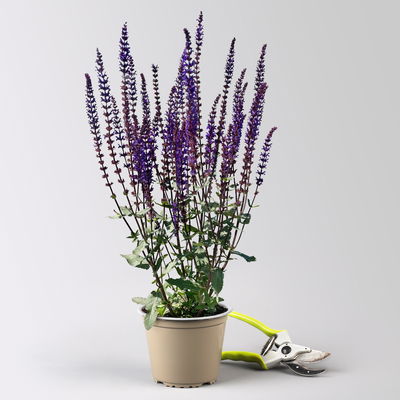 Kölles Beste Garten-Salbei 'Caradonna', 3 Liter Topf