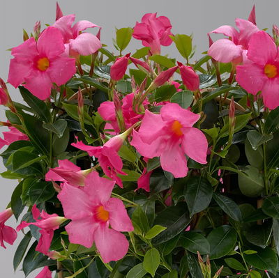 Dipladenie, rosa, Doppelbogen, Topf-Ø 14 cm, Höhe ca. 40 cm, 2 Pflanzen