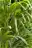 Kentiapalme - Zimmerpflanze für wenig Licht