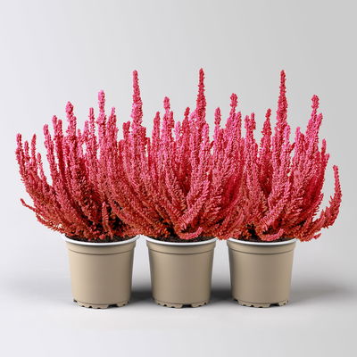 Besenheide SKYLINE®, rot gefärbt, Topf-Ø 11 cm, 3 Pflanzen