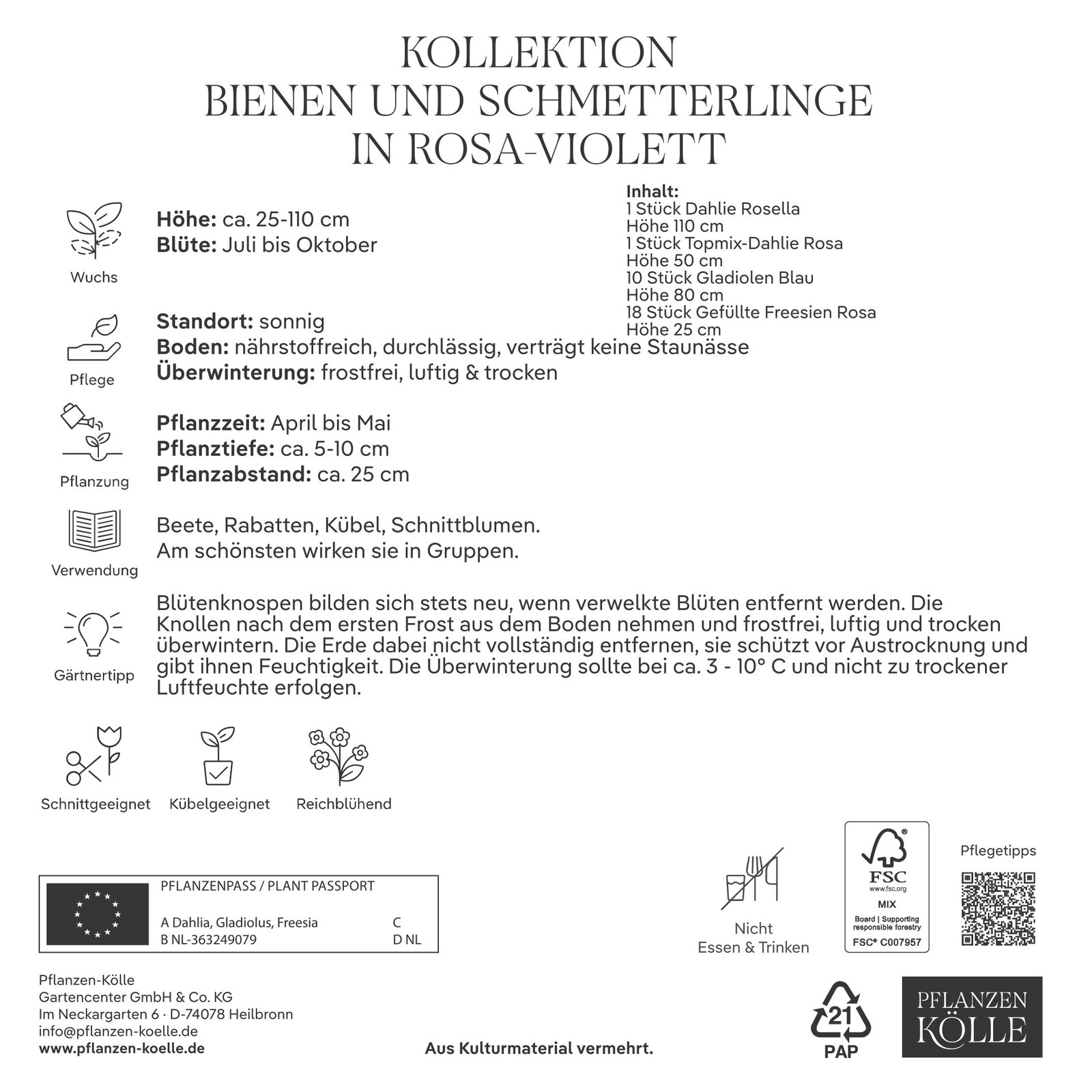 Kölles Kollektion Bienen & Schmetterlinge, rosa-violett, 30 Blumenknollen