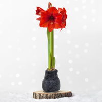 Amaryllis in Wachs, Dekor 'Pulli Cosy Teddy' nach Verfügbarkeit, Blüte rot