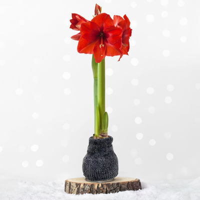 Amaryllis in Wachs, Dekor 'Pulli Cozy Teddy', Farbe zufällig, Blüte rot