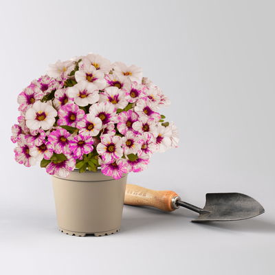 Zauberglöckchen 'Rainbow® Hot Pink', pink-weiß, Topf-Ø 13 cm, 6 Pflanzen