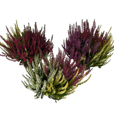 Knospenheide Longlife 'Trio', mehrfarbig, Mix variiert, Topf-Ø 13 cm, 6er-Set Knospenheide Longlife 'Trio', mehrfarbig, Mix variiert, Topf-Ø 13 cm, 6er-Set