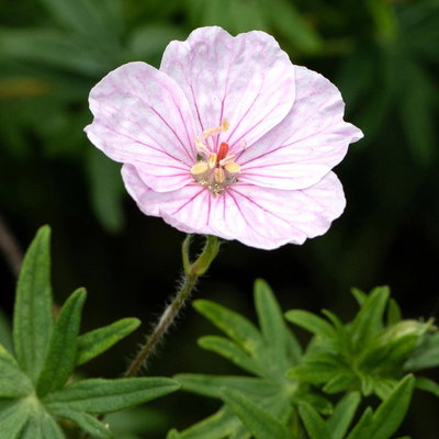 Bio Storchschnabel, zartrosa, Topf 9x9 cm, 3 Pflanzen