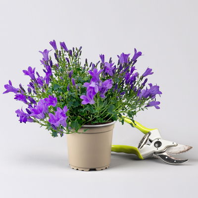 Glockenblume, 2-3 Farben zufällig, Topf-Ø 10,5 cm, 3 Pflanzen