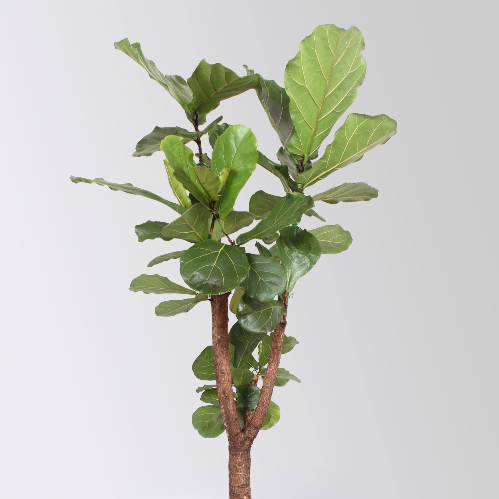 Geigenfeige, verzweigt, Topf-Ø 45 cm, Höhe ca. 190 cm