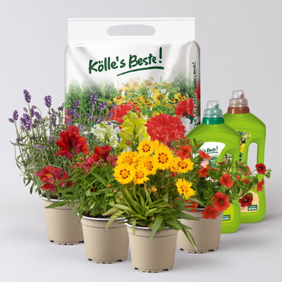 Pflanzenkreation Bunter Sommer, klein, 4 Pflanzen inkl. Erde und Dünger Pflanzenkreation Bunter Sommer, klein, 4 Pflanzen inkl. Erde und Dünger