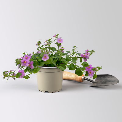 Schneeflockenblume pink, Topf-Ø 12 cm, 6er-Set