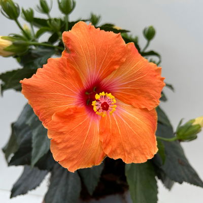 Hibiskus, orange, Busch, Topf-Ø 17 cm, 2 Pflanzen Hibiskus, orange, Busch, Topf-Ø 17 cm, 2 Pflanzen