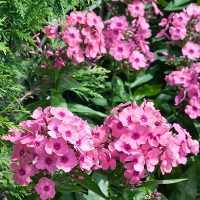 Bio Flammenblume 'Adessa® Rose Eye' rosa, Topf 11x11 cm, 3 Pflanzen