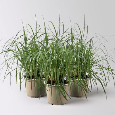 Bio Segge 'Bluish Green', grünblau, Topf-Ø 12 cm, 3 Pflanzen Bio Segge 'Bluish Green', grünblau, Topf-Ø 12 cm, 3 Pflanzen