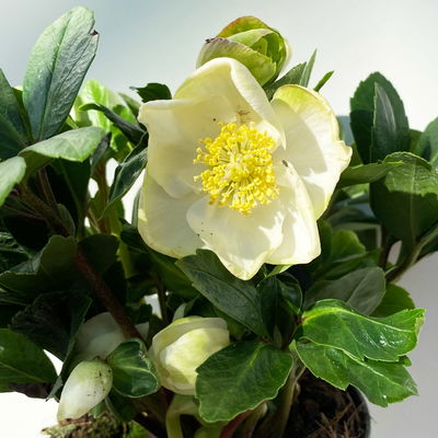 Christrose 'Christmas Carol' weiß, Topf-Ø 12 cm, 3er-Set Christrose 'Christmas Carol' weiß, Topf-Ø 12 cm, 3er-Set