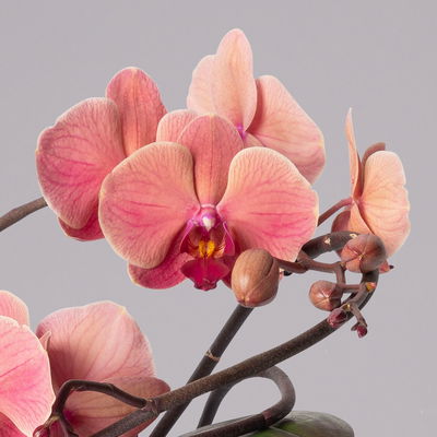 Schmetterlingsorchidee 'Muse', orange, Topf-Ø 12 cm, Höhe ca. 35 cm Schmetterlingsorchidee 'Muse', orange, Topf-Ø 12 cm, Höhe ca. 35 cm