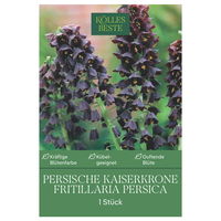 Schachblume (Fritillaria Persica) purpur-schwarz, 1 Blumenzwiebel