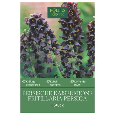 Schachblume (Fritillaria Persica) purpur-schwarz, 1 Blumenzwiebel Schachblume (Fritillaria Persica) purpur-schwarz, 1 Blumenzwiebel