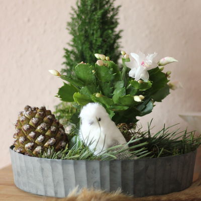 Weihnachtskaktus, weiß, mit Übertopf Dallas anthrazit, Topf-Ø 12 cm, 2 Pflanzen