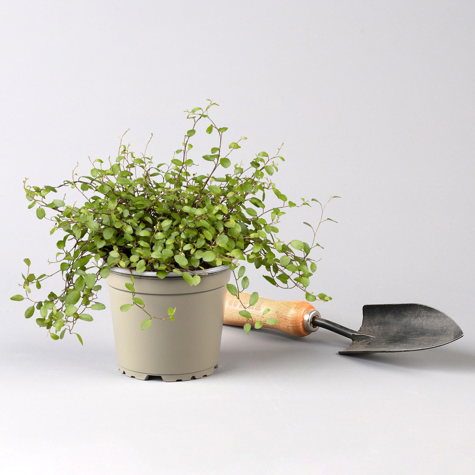 Pflanzenkreation Gartenromantik, 9 Pflanzen inkl. Erde und Dünger Pflanzenkreation Gartenromantik, 9 Pflanzen inkl. Erde und Dünger