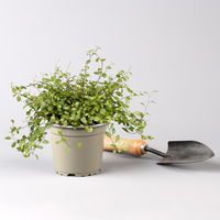 Pflanzenkreation Gartenromantik, 9 Pflanzen inkl. Erde und Dünger Pflanzenkreation Gartenromantik, 9 Pflanzen inkl. Erde und Dünger