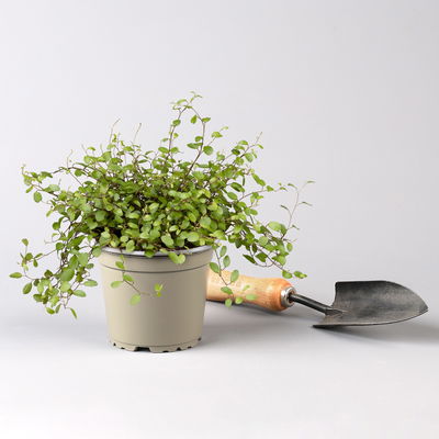 Pflanzenkreation Gartenromantik, 9 Pflanzen inkl. Erde und Dünger Pflanzenkreation Gartenromantik, 9 Pflanzen inkl. Erde und Dünger