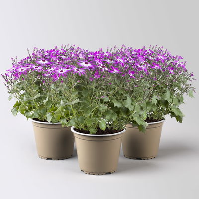 Greiskraut 'Magenta Bicolor', pink-weiß, Topf-Ø 15 cm, 3 Pflanzen