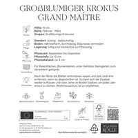 XXL Großblumige Krokusse Grand Maitre lila, 10 Blumenzwiebeln