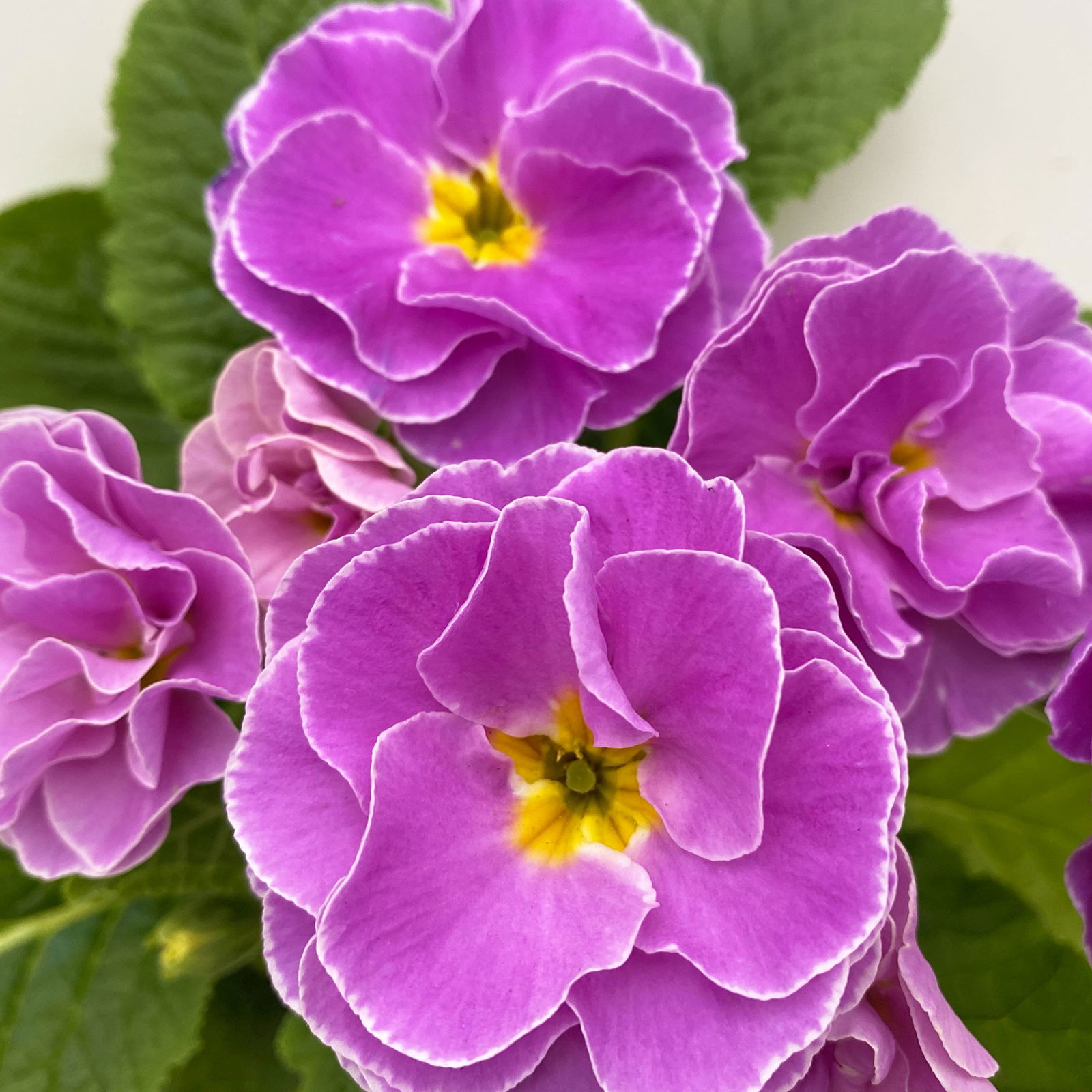 Pflanzenkreation Primelliebe, 9 Pflanzen inkl. Erde & Dünger