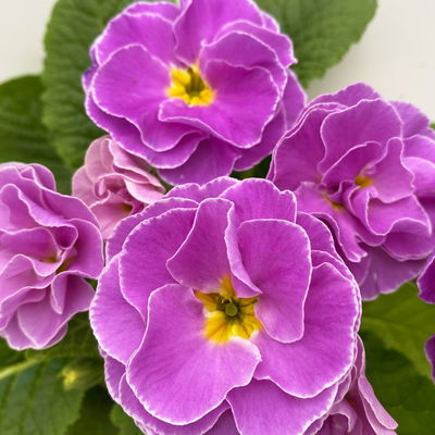 Pflanzenkreation Primelliebe, 9 Pflanzen inkl. Erde & Dünger