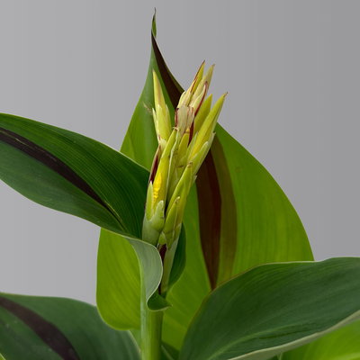 Canna 'Cleopatra', gelb-rot, Topf-Ø 17 cm, 2 Pflanzen Canna 'Cleopatra', gelb-rot, Topf-Ø 17 cm, 2 Pflanzen