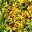 Gold-Fetthenne 'Weihenstephaner Gold' gelb, Höhe 5 cm, Topf 3 Liter