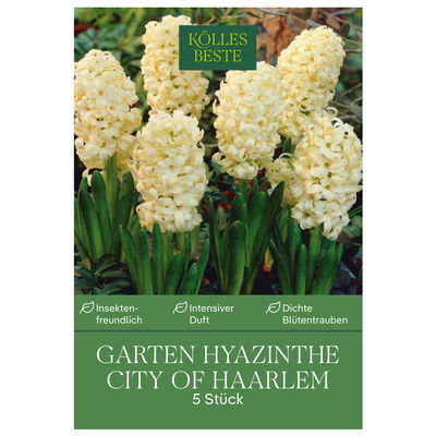 Garten-Hyazinthen 'City of Haarlem', gelb, 5 Blumenzwiebeln Garten-Hyazinthen 'City of Haarlem', gelb, 5 Blumenzwiebeln