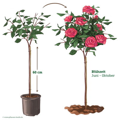 Stammrose 'Laudatio'®, Edelrose, Stammhöhe 60cm im 7,5 Liter Topf Stammrose 'Laudatio'®, Edelrose, Stammhöhe 60cm im 7,5 Liter Topf