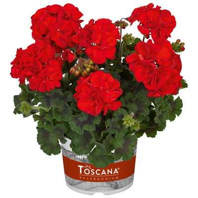 Geranie, rot, stehend, Topf-Ø 13 cm, 6 Pflanzen