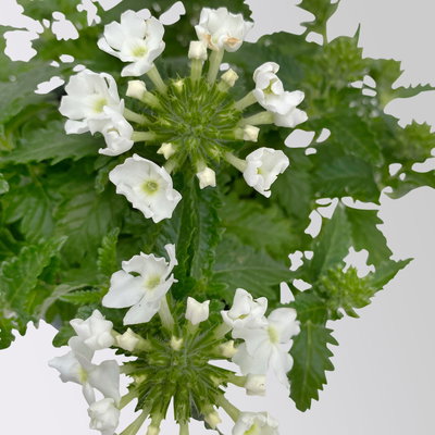 Eisenkraut weiß, Topf-Ø 12 cm, 6 Stück