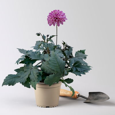 Dahlie, Farbe zufällig, Topf-Ø 14 cm, 4 Pflanzen