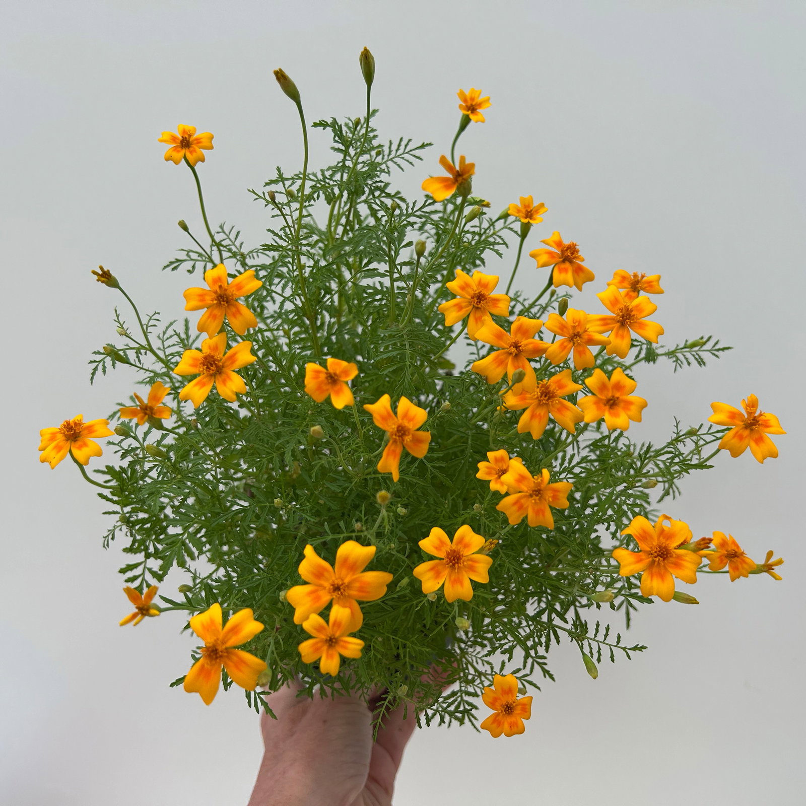 Bio Gewürztagetes, Topf-Ø 12 cm Bio Gewürztagetes, Topf-Ø 12 cm