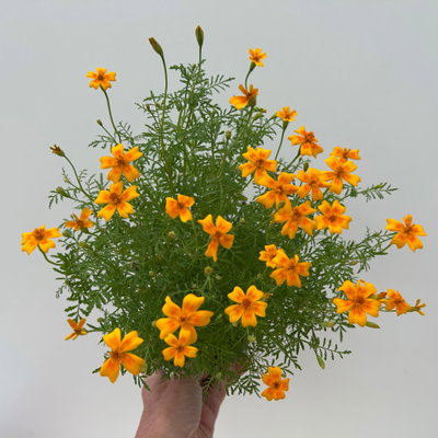 Bio Gewürztagetes, Topf-Ø 12 cm Bio Gewürztagetes, Topf-Ø 12 cm