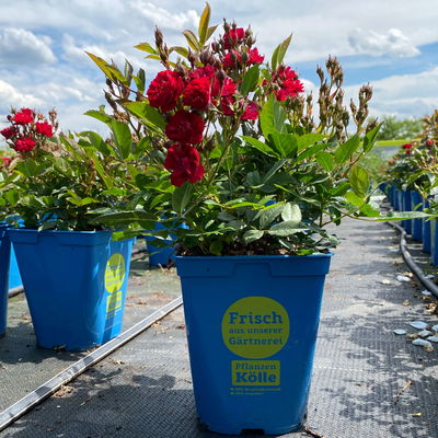 Zwergrose 'Alberich', rot, halbgefüllte Blüten, Topf 3 Liter, 4 Pflanzen Zwergrose 'Alberich', rot, halbgefüllte Blüten, Topf 3 Liter, 4 Pflanzen