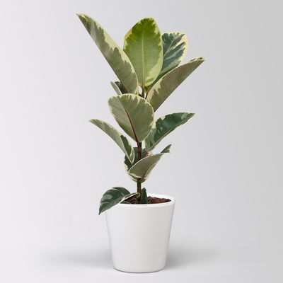 Gummibaum 'Tineke' in Keramiktopf Dallas weiß, Topf-Ø 17 cm, Höhe ca. 55 cm