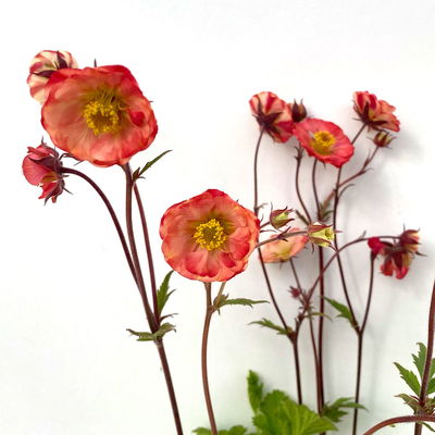 Bio Nelkenwurz 'Flame of Passion', hellrot, Topf-Ø 12 cm, 3 Pflanzen Bio Nelkenwurz 'Flame of Passion', hellrot, Topf-Ø 12 cm, 3 Pflanzen