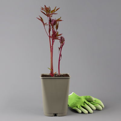 Pfingstrose 'Kansas' purpurrot, Topf 3 Liter Pfingstrose 'Kansas' purpurrot, Topf 3 Liter