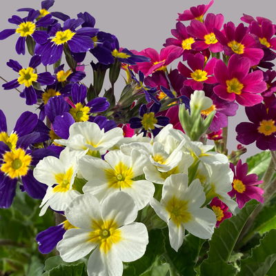 Oak Leaf Primel 'Oak Leaf' Farbe zufällig, Topf-Ø 13 cm, 4er-Set