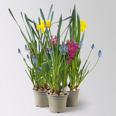 Zwiebelmix bunt, vorgetrieben, Topf-Ø 12 cm, 3 Pflanzen