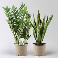 Grünpflanzen-Set Easypeasy-Duo, Topf-Ø 17 cm, 2 Pflanzen